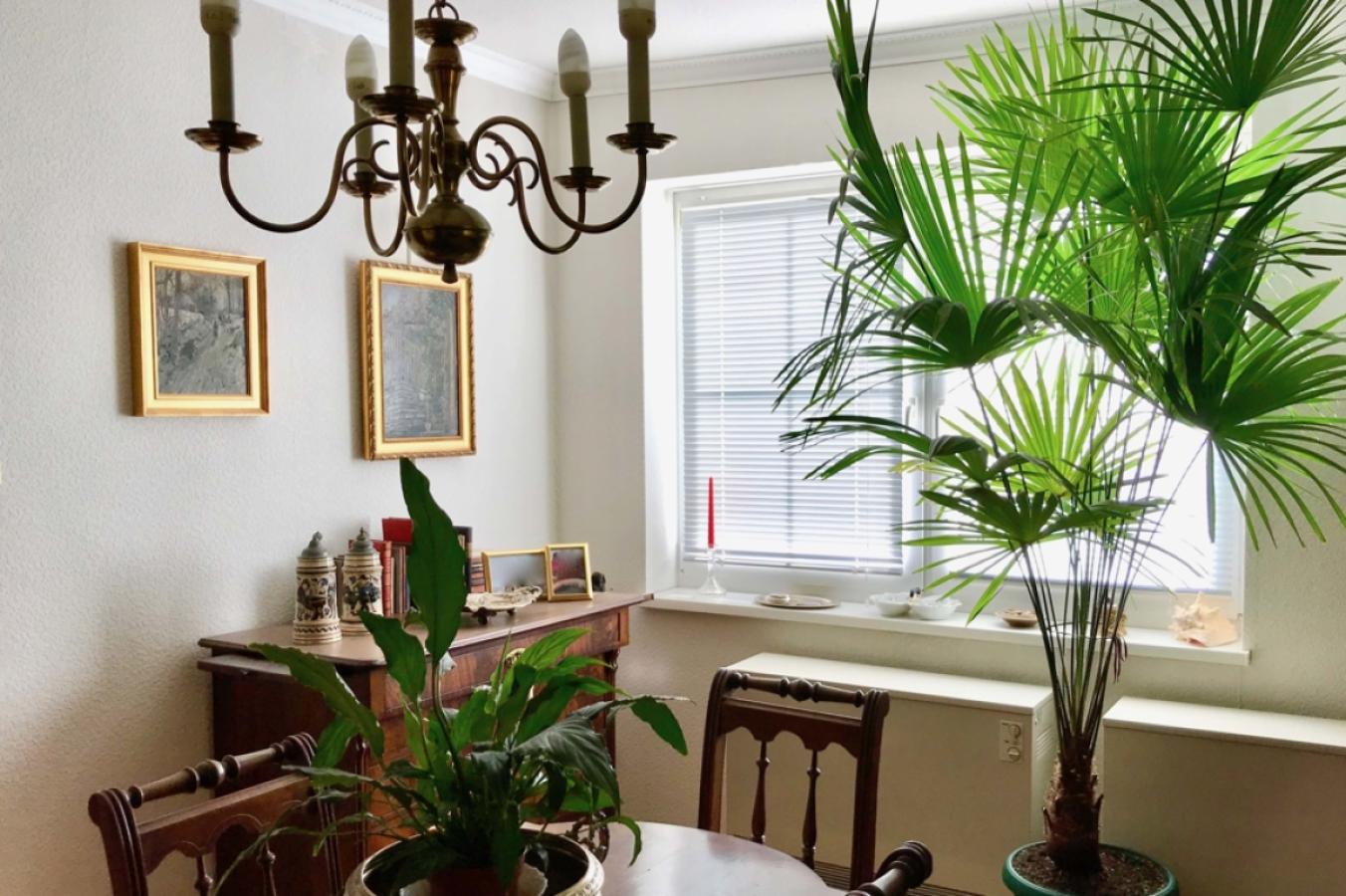 Wohnzimmerfenster Kopie