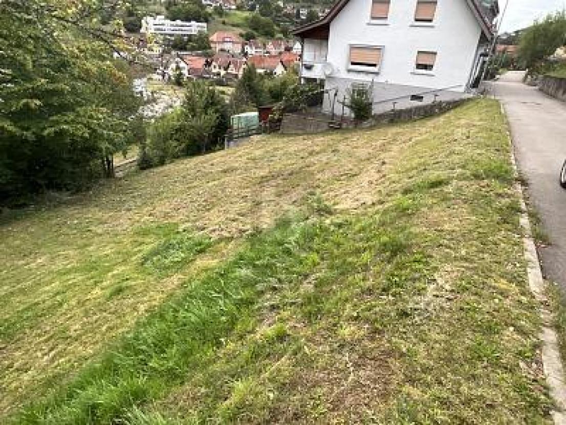 Bild