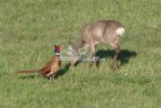 tierischer Besuch im Garten