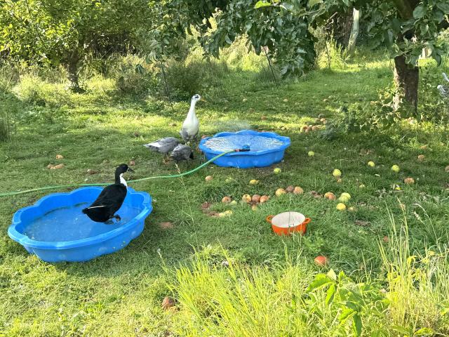 Enten 1