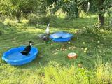 Enten 1