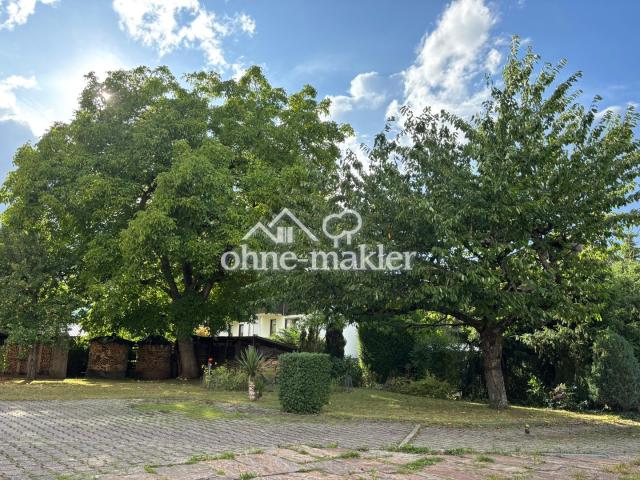 Nussbaum und Kirschbaum