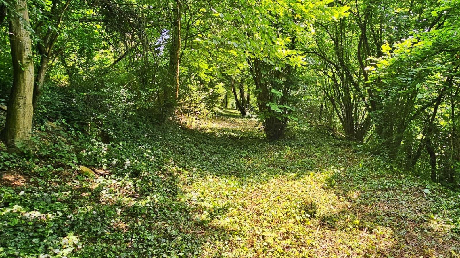 Fläche von Westgrenze