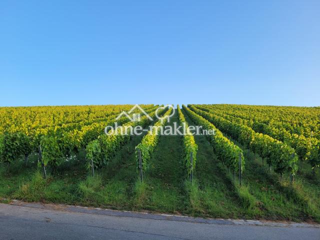 Weinberge in der Nähe