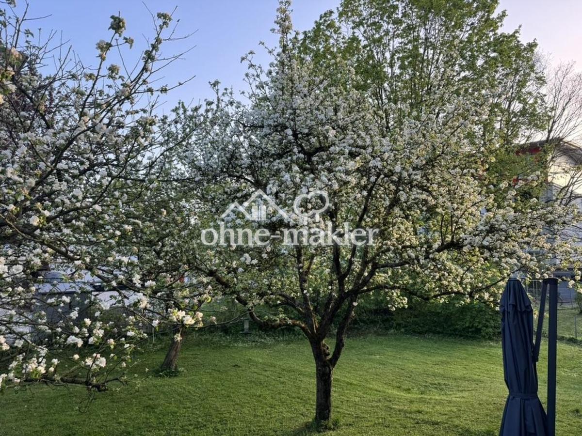 Apfelbäume im Garten