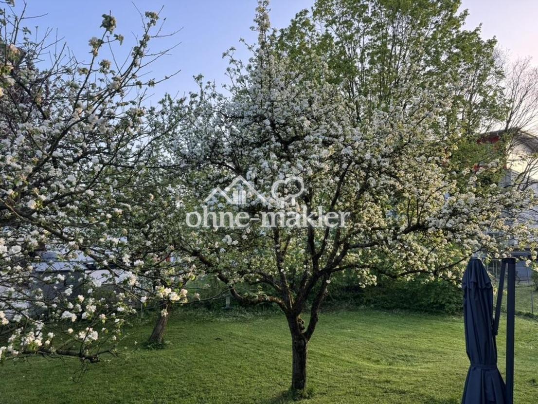 Apfelbäume im Garten