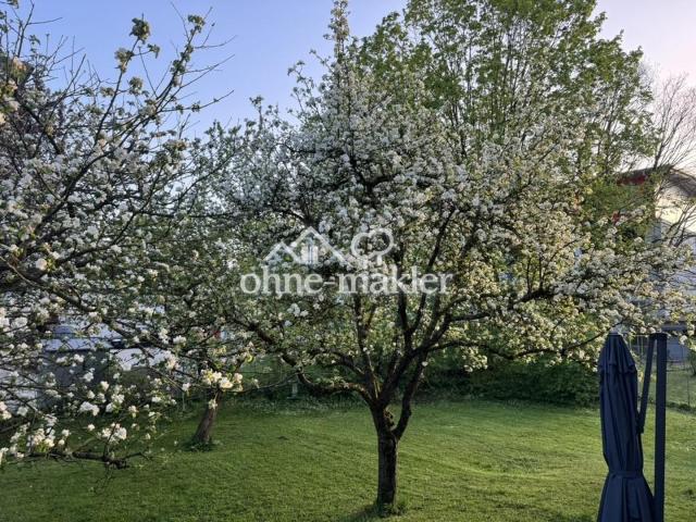 Apfelbäume im Garten