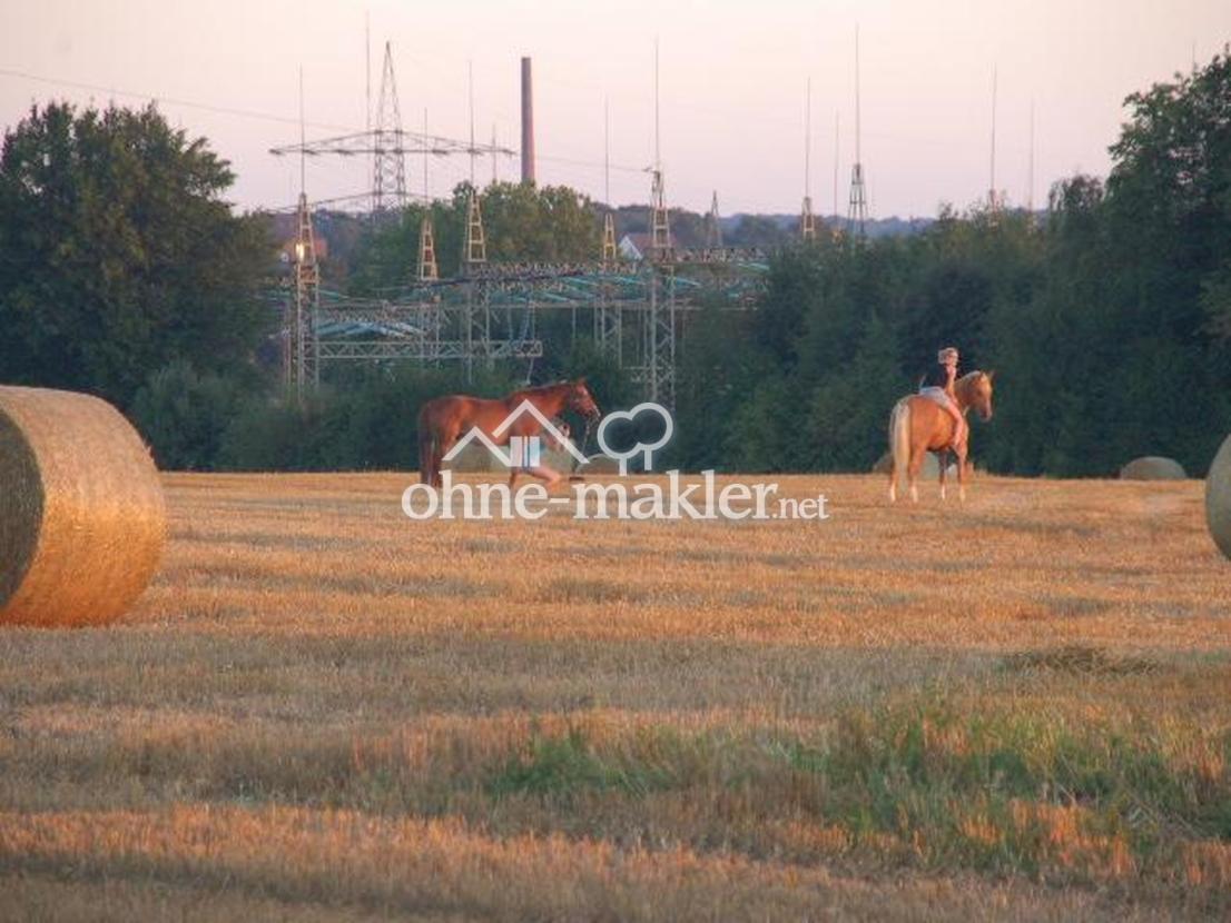 Blick auf das Feld im Sommer