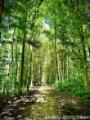 der Wald vor der Tür