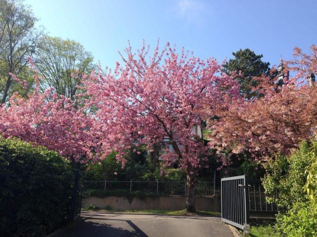 So sieht es bald auf der Straße aus ...