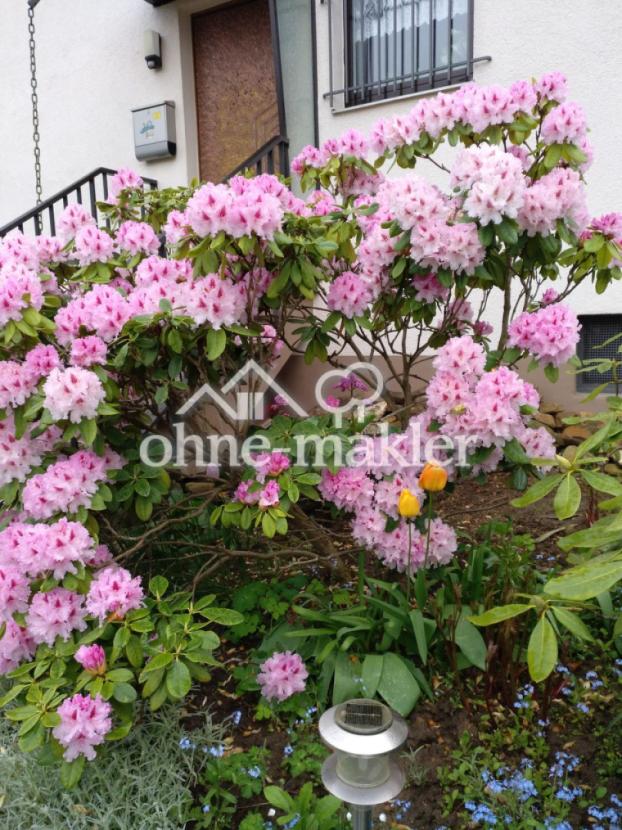 Haus-Eingang im Frühjahr