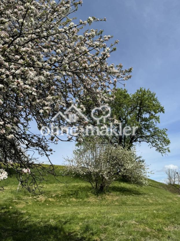 Obstbäume am Haus