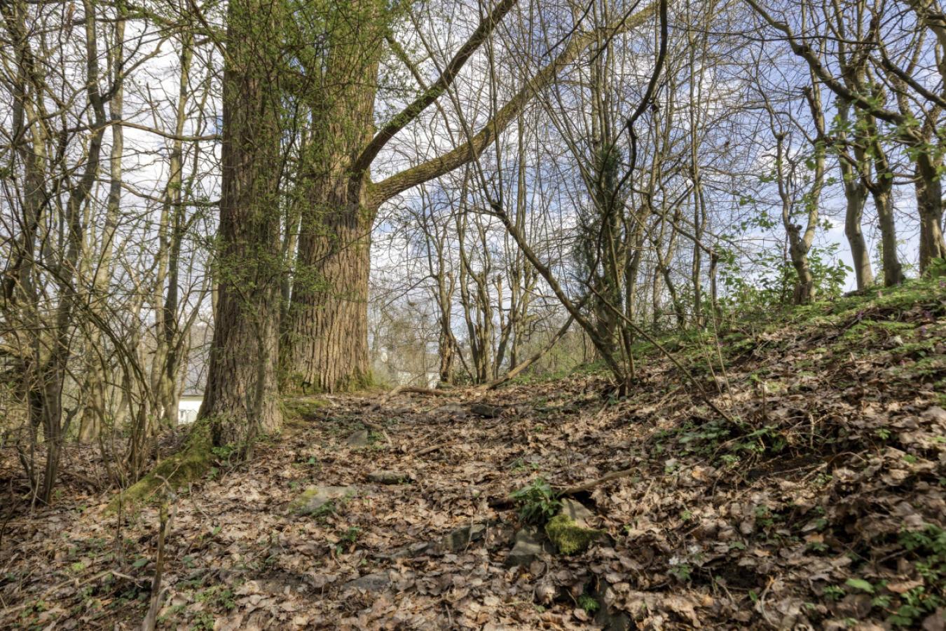 Eigenes Mini-Wäldchen hinterm Haus