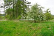 Apfelbaum mit Wiese