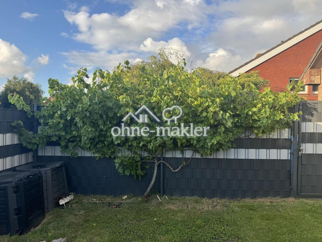 Garten / Weinstock
