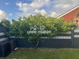 Garten / Weinstock