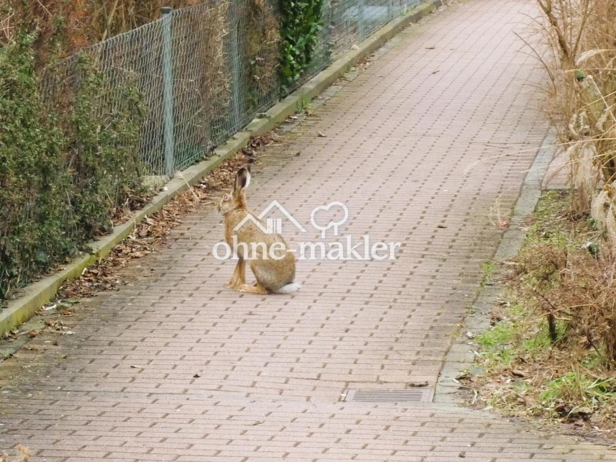Hasen unweit Objekt