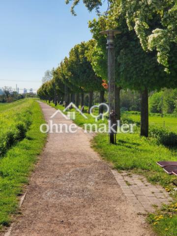 Rheindeich 2 Frühling