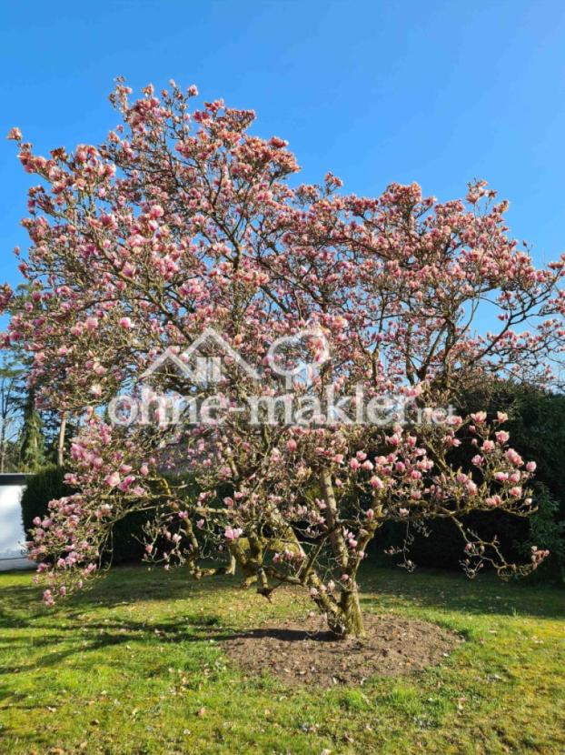 Magnolie in der Blüte