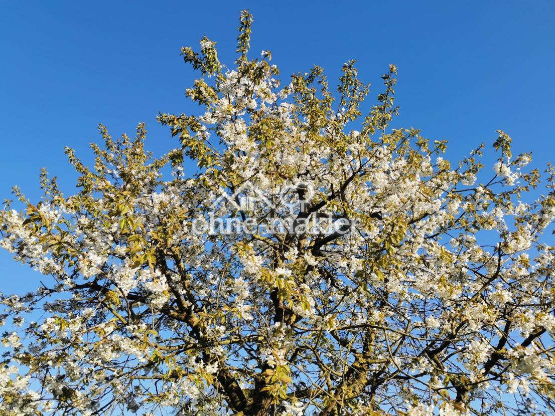 Kirschbaum in Blüte