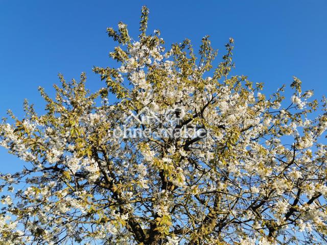 Kirschbaum in Blüte