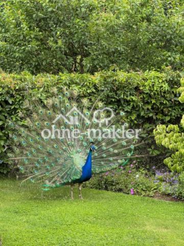 Besuch vom Pfau