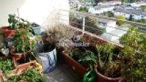 Balkon in voller Blüte