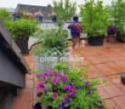 Terrasse -mittig-  blüht