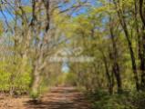 Wald