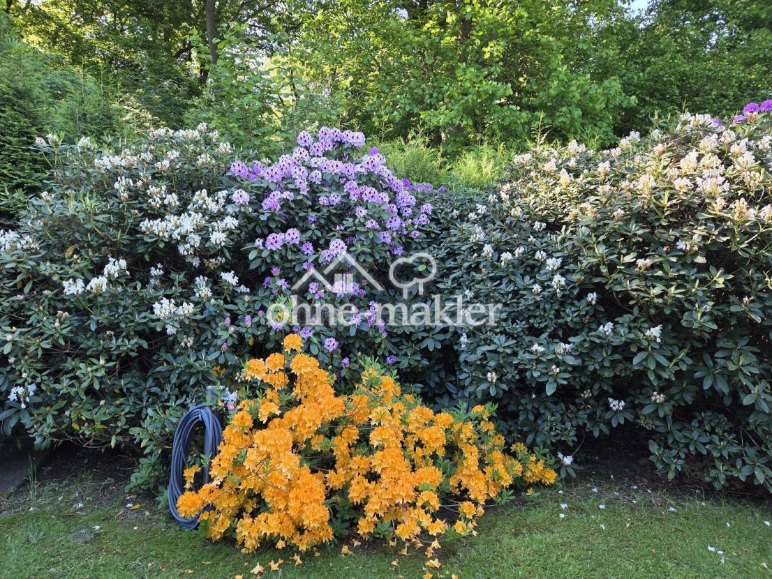 Rhododendren