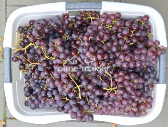 Weinlese 2025