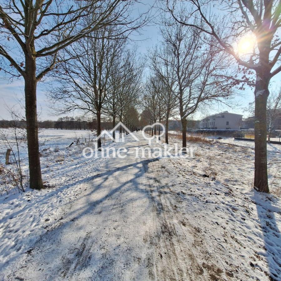 Winterimpressionen - Allee