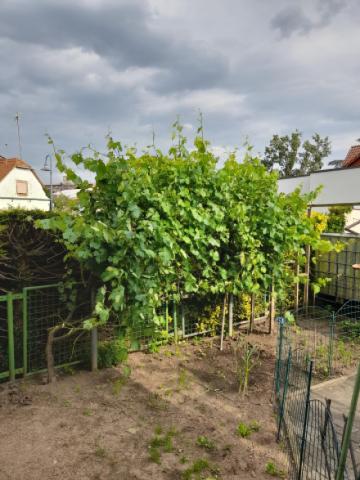Kleiner Garten