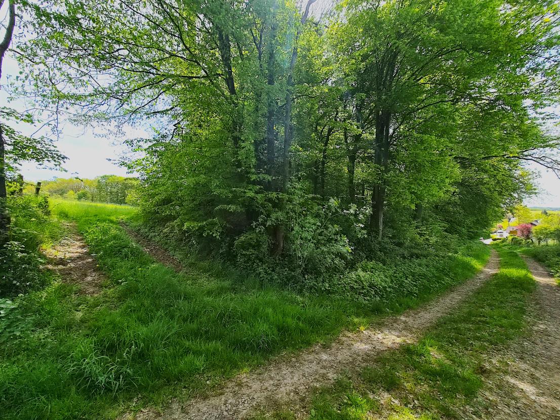 Zugang zur Wiese und Wald