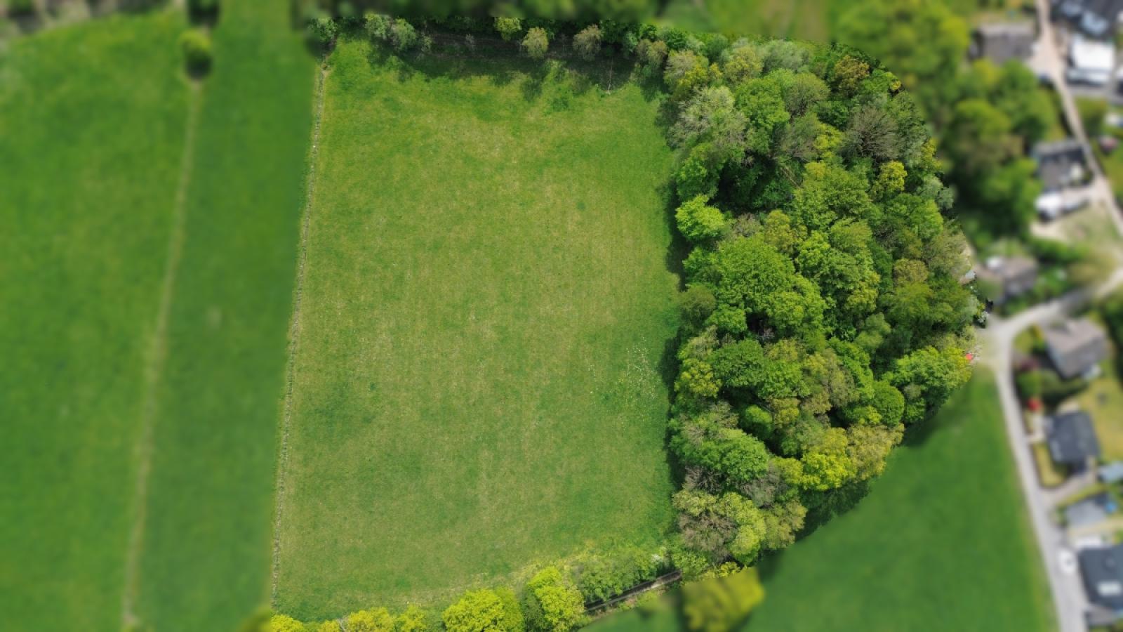 Drohnenansicht Grünland und Waldstück