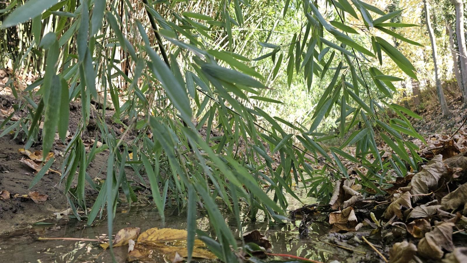 Bachlauf direkt am Grundstück