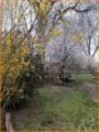 im Garten