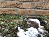 Igel-Figur;)