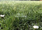 Gartenrasen
