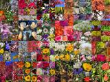 Blüten