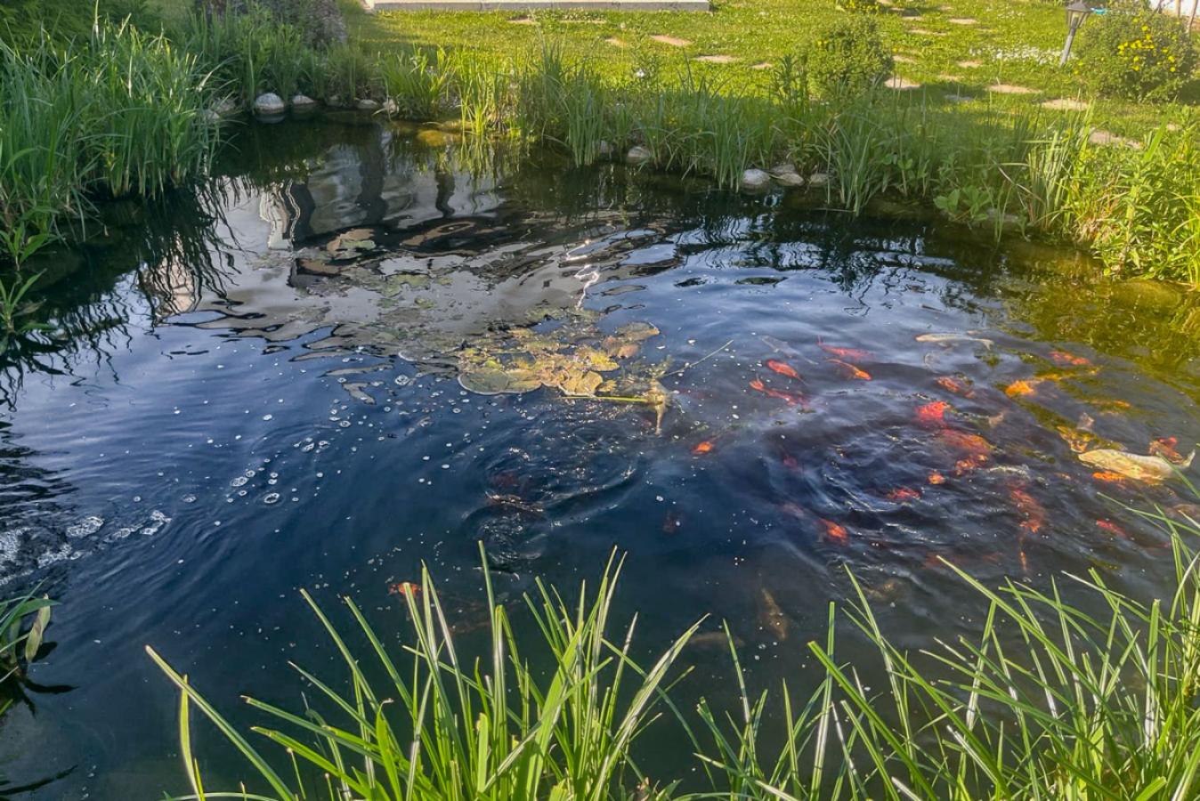 Koikarpfen Teich