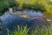 Koikarpfen Teich