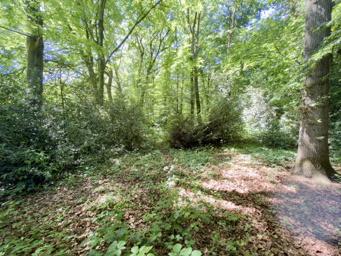 Blick in Ihren Wald