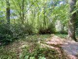 Blick in Ihren Wald