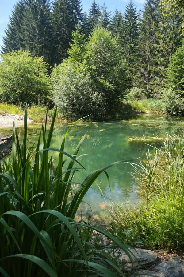 Naturteich