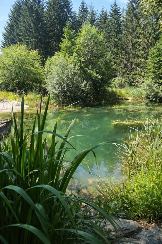 Naturteich
