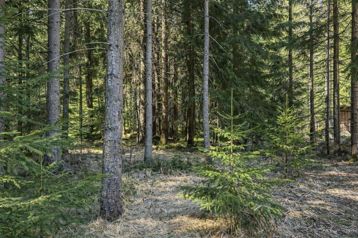 Waldstück