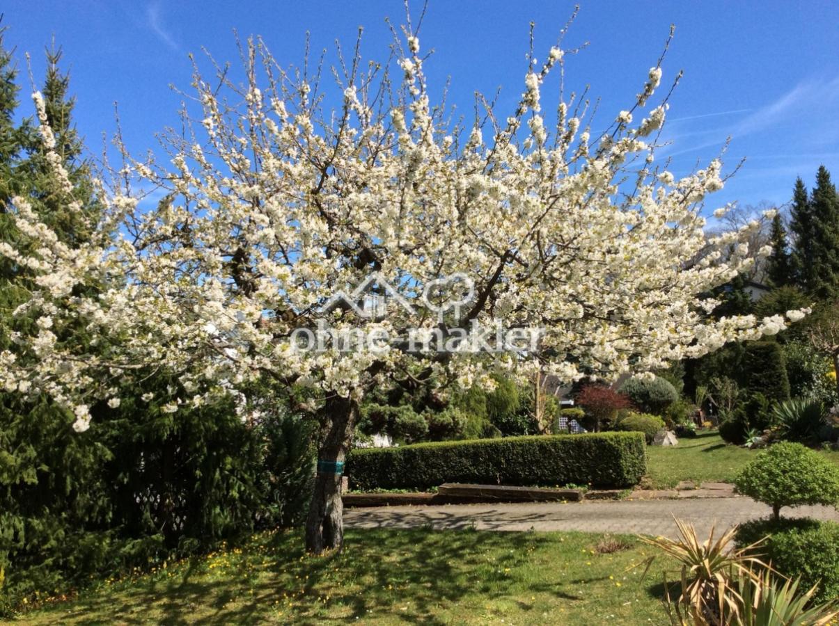 Kirschbaum