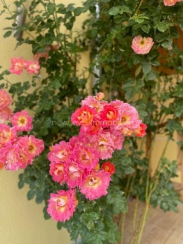 Rosenpracht