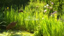 Gartenteich